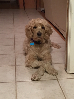 daisy.jpg