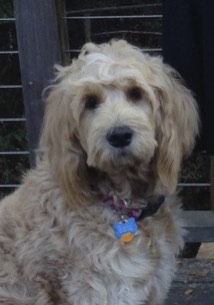 daisy mae.jpg