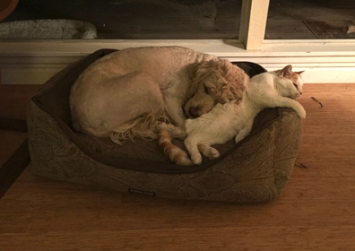 daisy&rosie napping.jpg