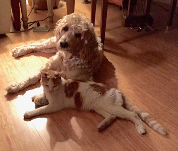 daisy&rosie, relaxing on the floor.jpg