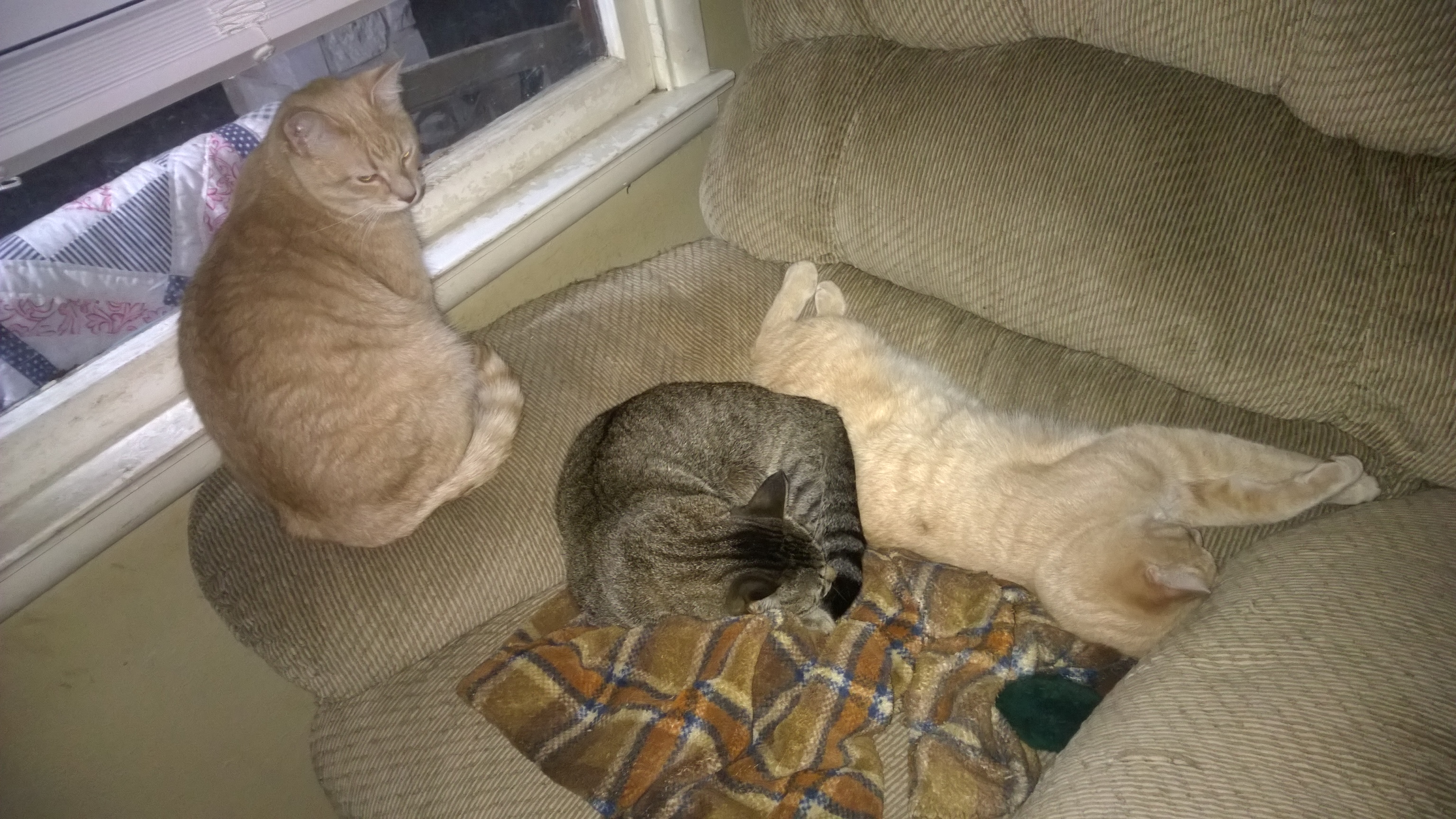 kitties.jpg