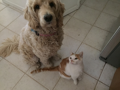 looking for treats.jpg