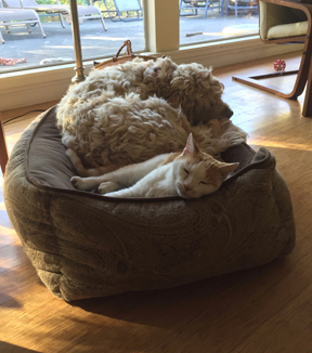 napping again.jpg