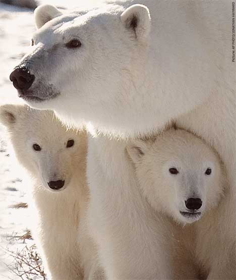 bear071207_468x555.jpg